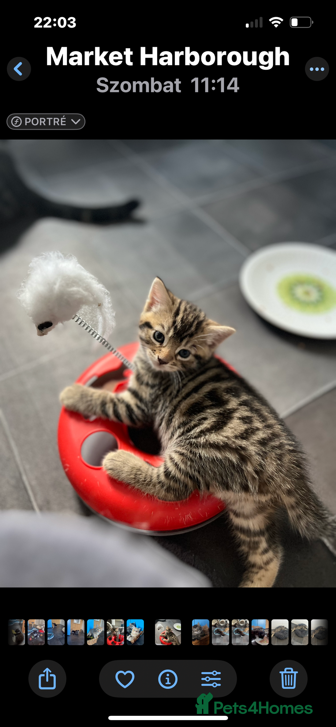 Bengal cats for sale: Bengal mix - Image 21
