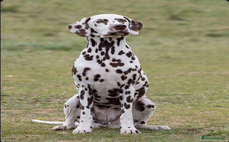 Dalmatian dogs Dalmatian Puppies - Advert 1