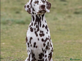 Dalmatian dogs Dalmatian Puppies - Advert 12