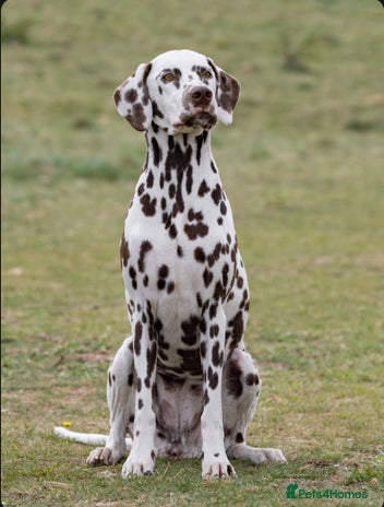 Dalmatian dogs Dalmatian Puppies - Advert 1