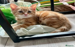 Domestic Shorthair cats for sale: Sweet Ginger Prince - Image 8