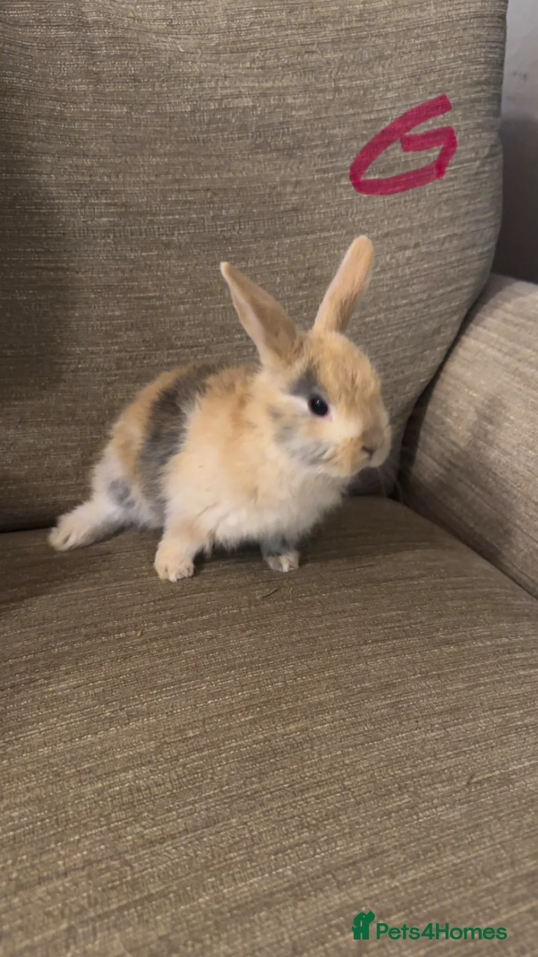 Mini Lop rabbits for sale: Mini lops available ready to leave now  - Advert 1