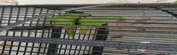 Parakeets birds for sale: 2 Parakeets in Cradley Heath - Advert 4