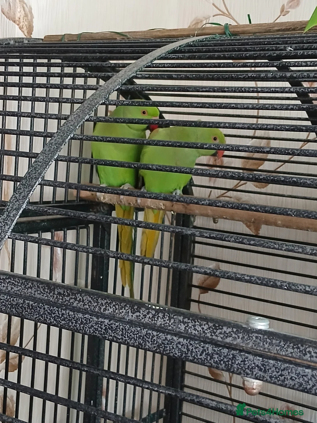 Parakeets birds for sale: 2 Parakeets in Cradley Heath - Advert 4