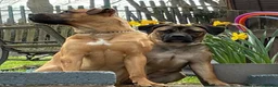 Mixed Breed dogs for sale: Mixed breed puppys  - Advert 1