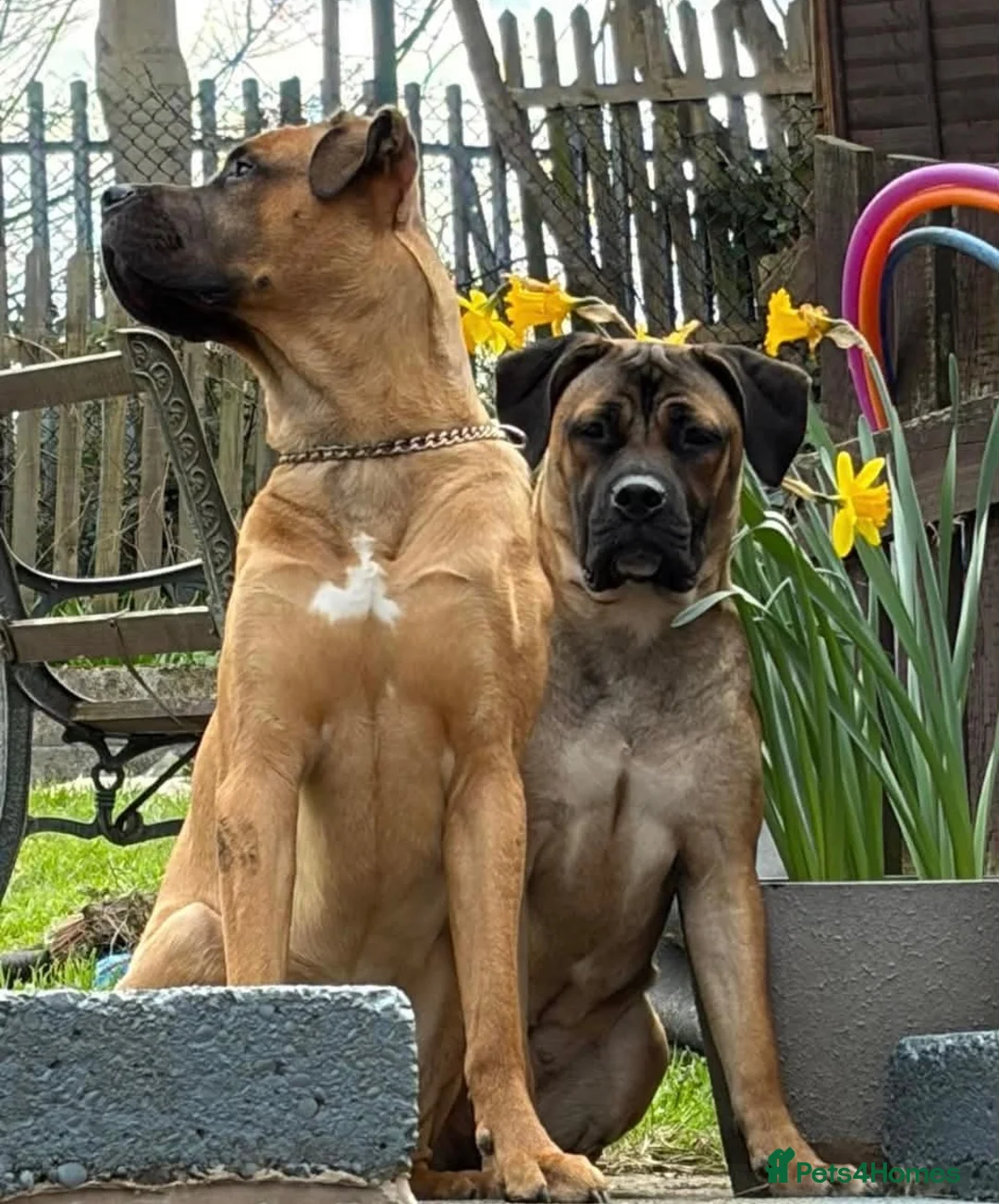 Mixed Breed dogs for sale: Mixed breed puppys  - Advert 1