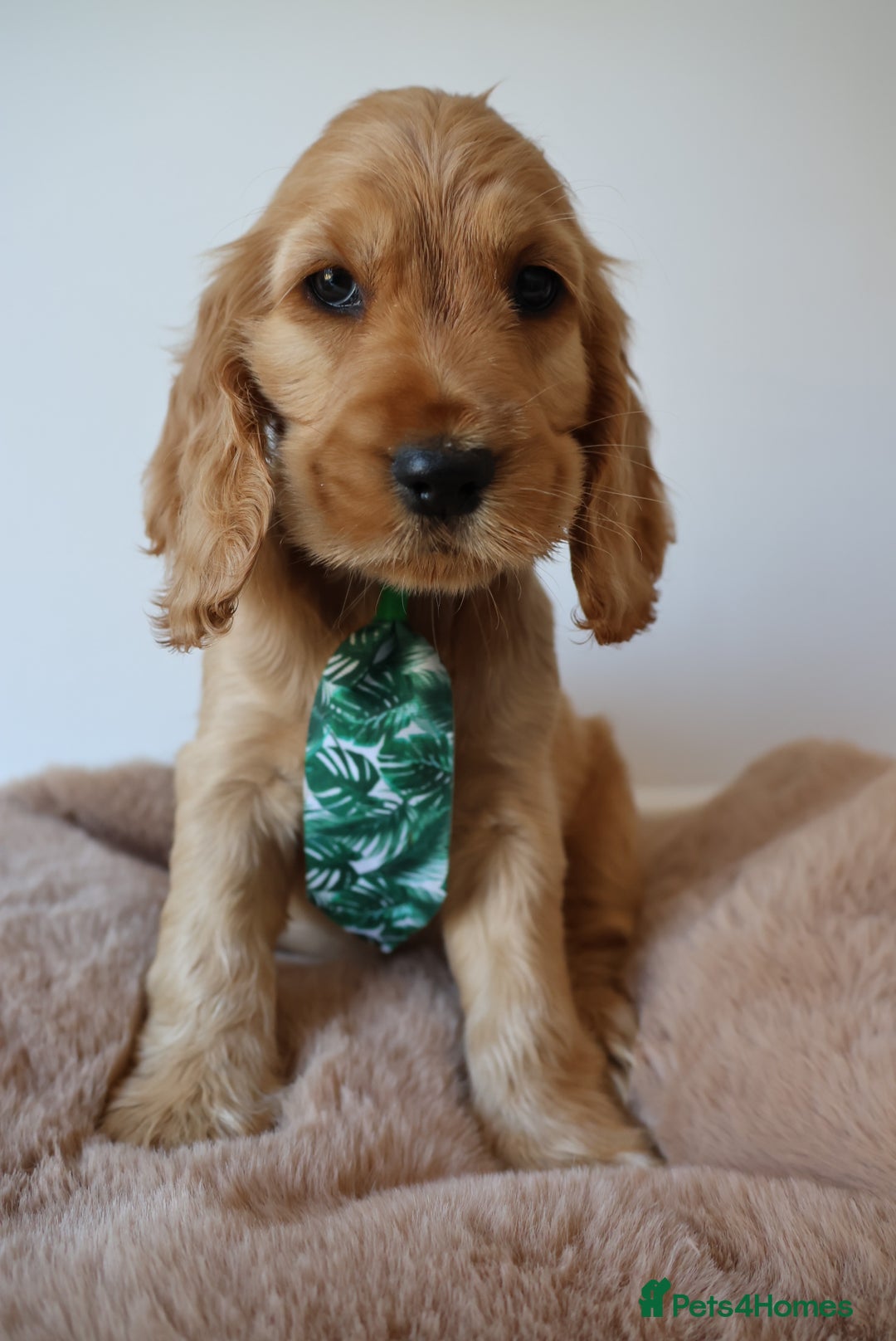 Cocker Spaniel dogs for sale: Stunning SHOW cockers READY TO LEAVE  - Image 24