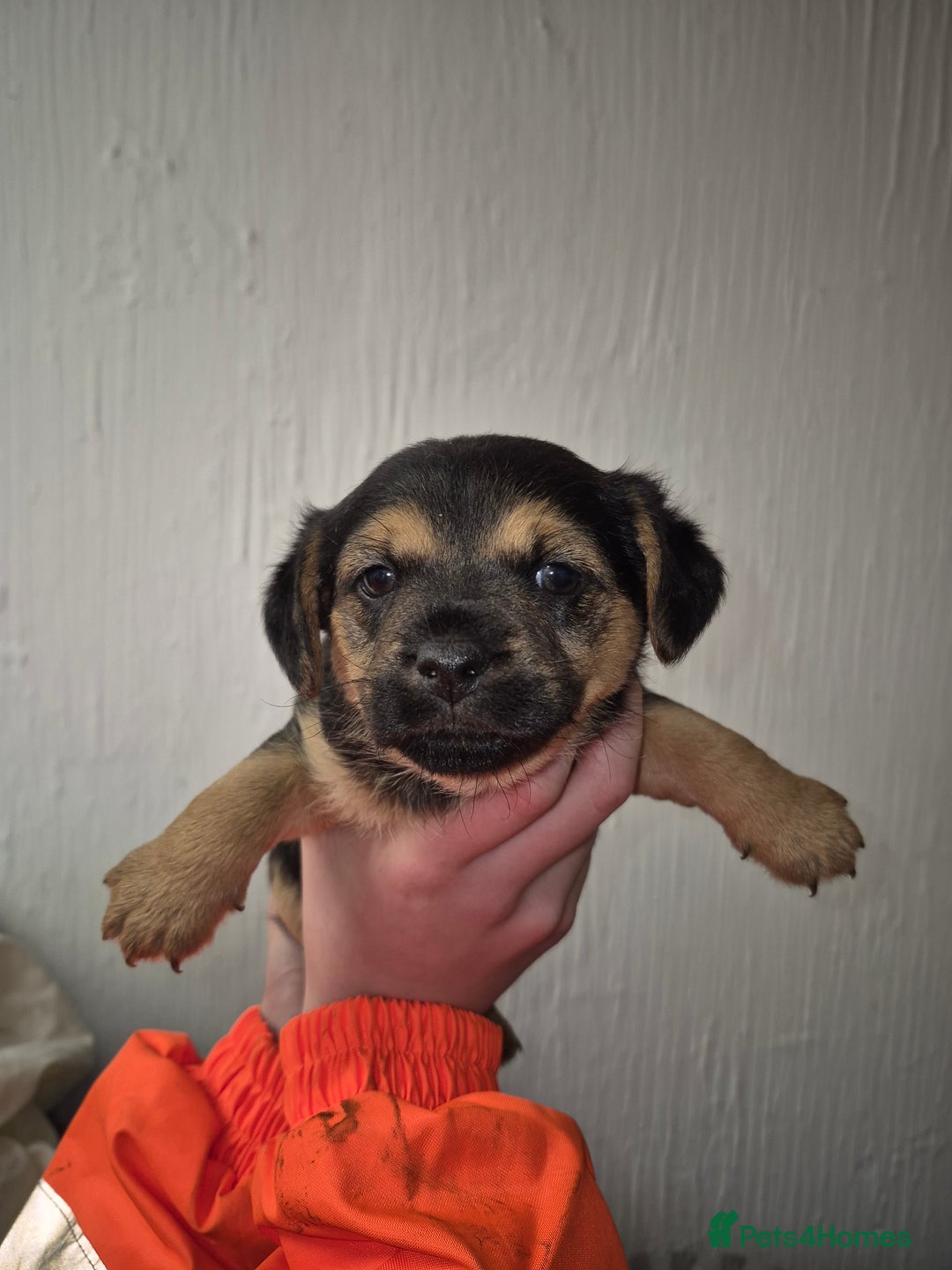 Mixed Breed dogs for sale: Two border terrier mixed pups both male  - Advert 1