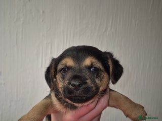 Mixed Breed dogs Two border terrier mixed pups both male - Advert 1