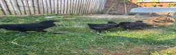Chickens poultry for sale: 8 week old Hens for sale  - Advert 5