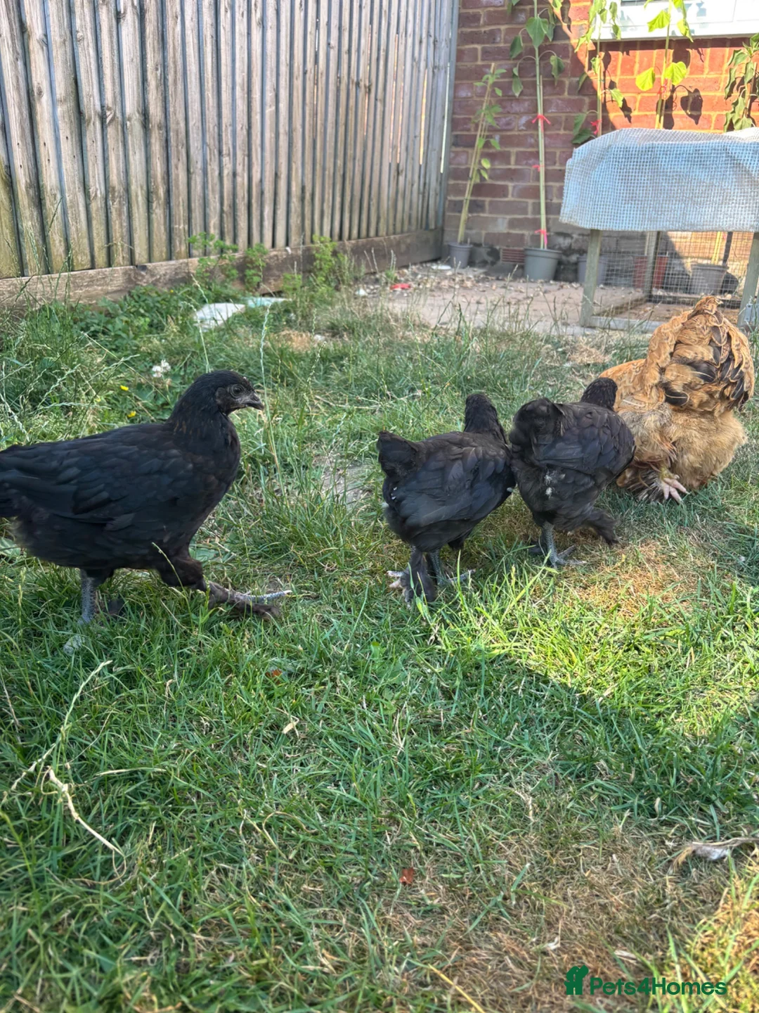 Chickens poultry for sale: 8 week old Hens for sale  - Advert 5