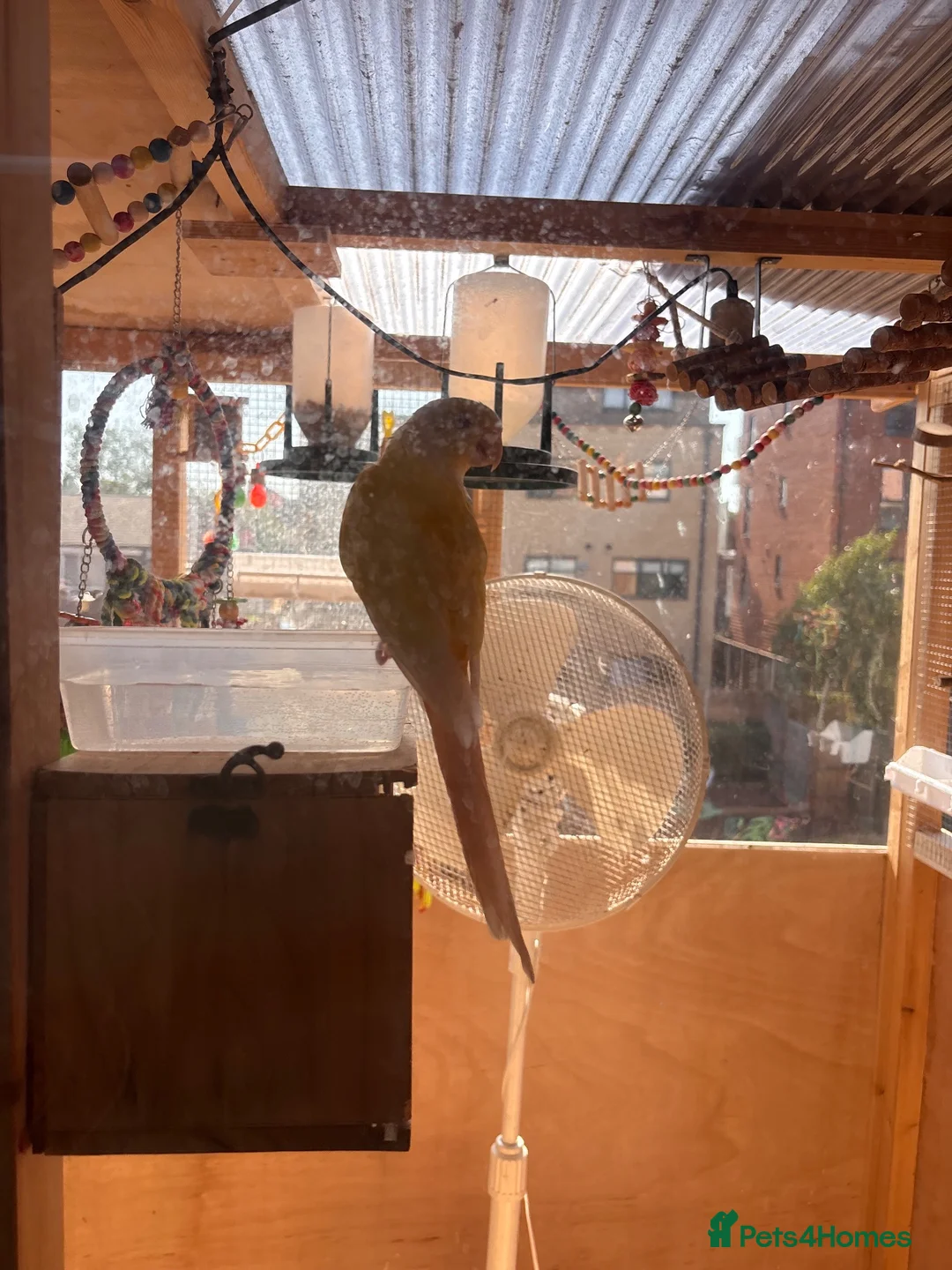 Conures birds for sale: Lutino Green-Cheek Conure – DNA-Sexed Female  - Advert 3