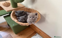 British Shorthair cats for sale: British Shorthair/Scottish Fold - ONLY 1 GREY LEFT - Image 3