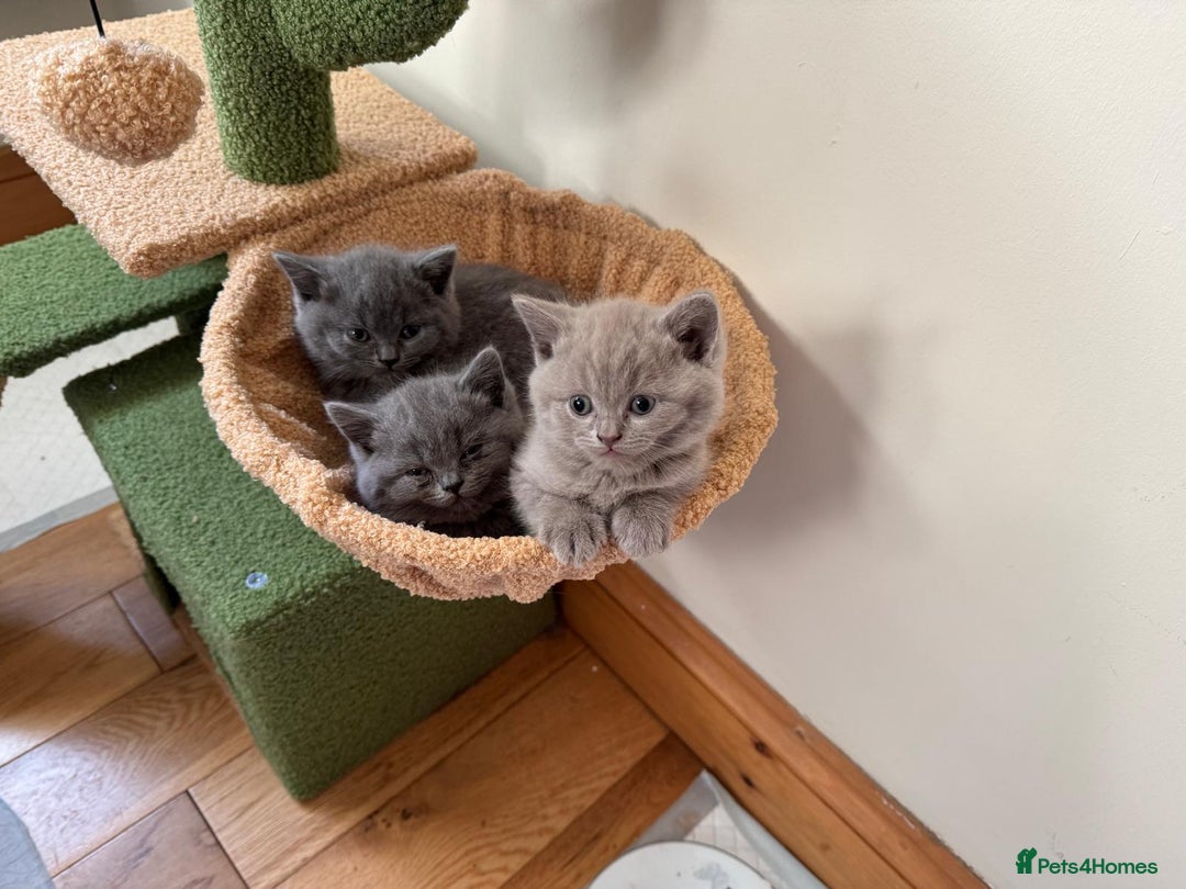 British Shorthair cats for sale: British Shorthair/Scottish Fold - ONLY 1 GREY LEFT - Image 3