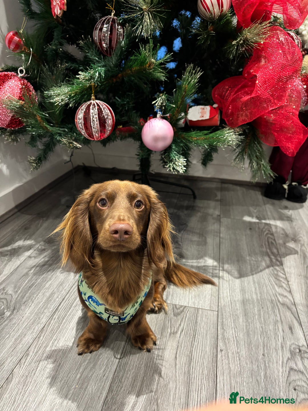 Miniature Dachshund dogs for stud: Long haired miniature dachshund stud - Advert 5