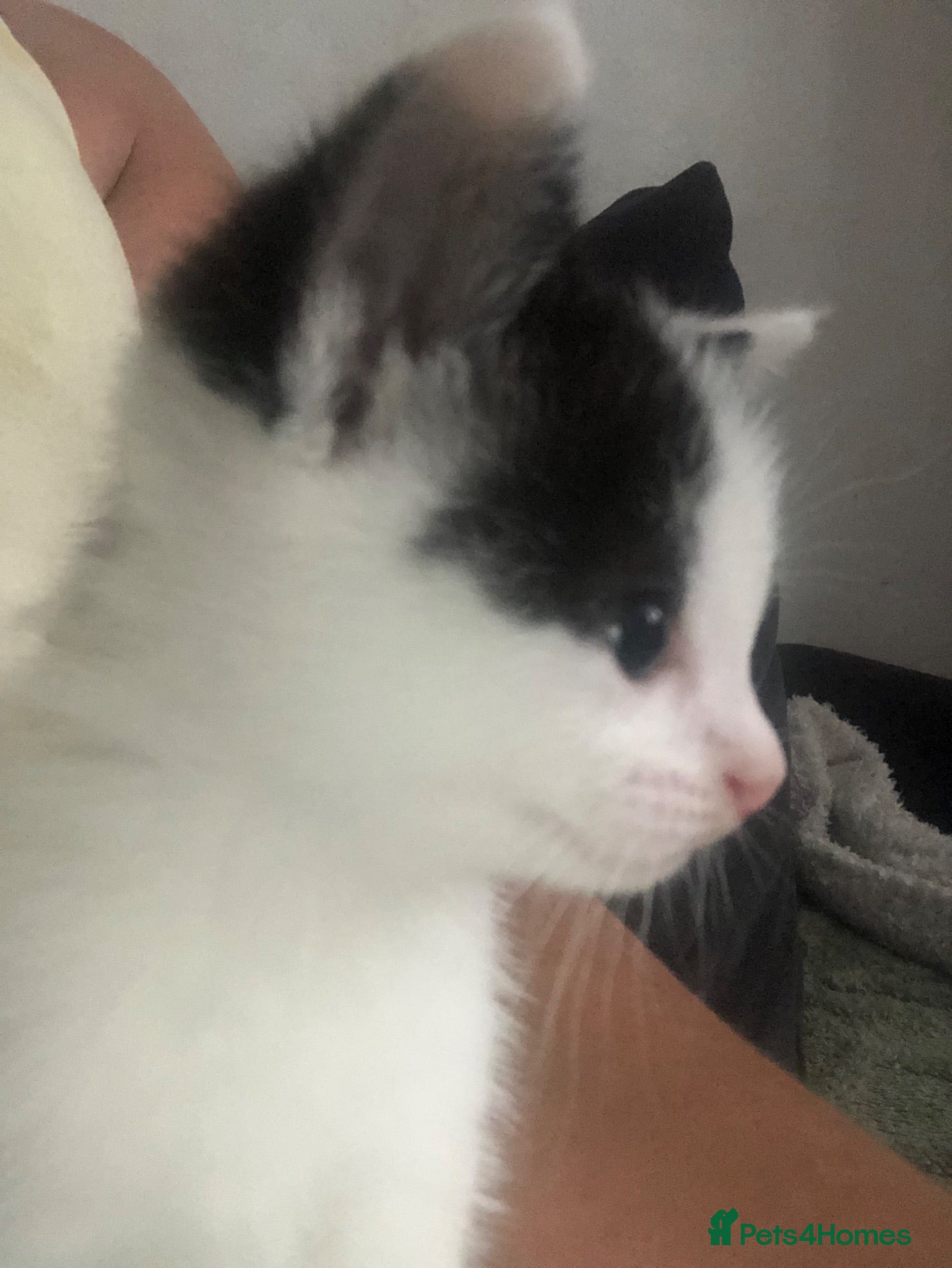 Mixed Breed cats Black and white kittens  - Advert 1