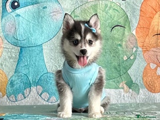 Pomsky dogs micro perfect husky markings Pomsky puppies - Advert 4
