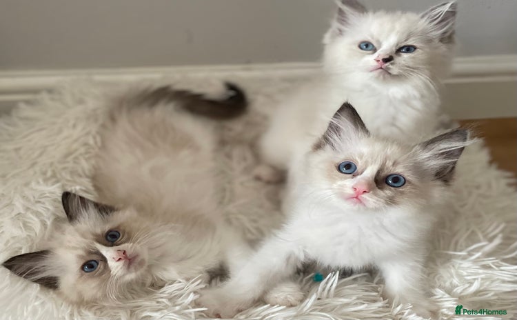Ragdoll cats - Advert 4