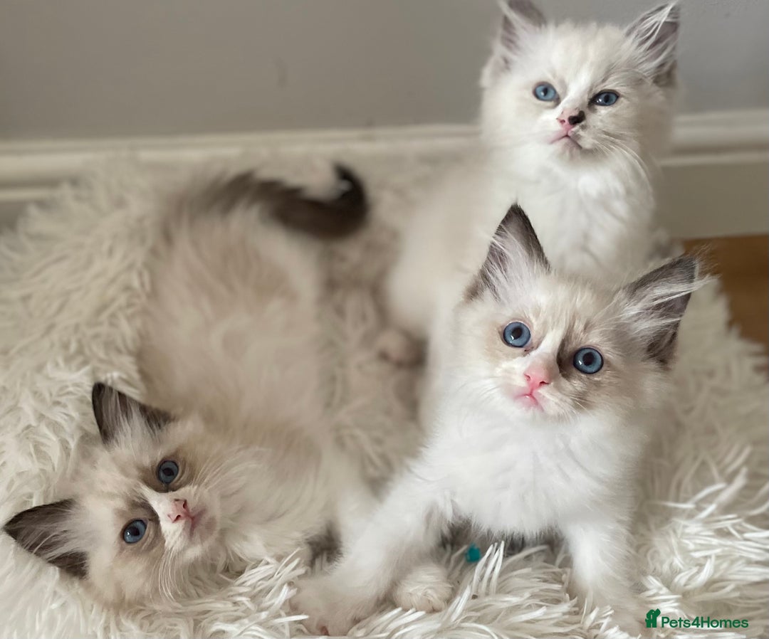 Ragdoll cats for sale: Pedigree Bicolour Ragdoll kittens  - Image 1