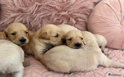 Golden Retriever dogs for sale: Beautiful GR Puppies – No Expense Spared! - Image 26