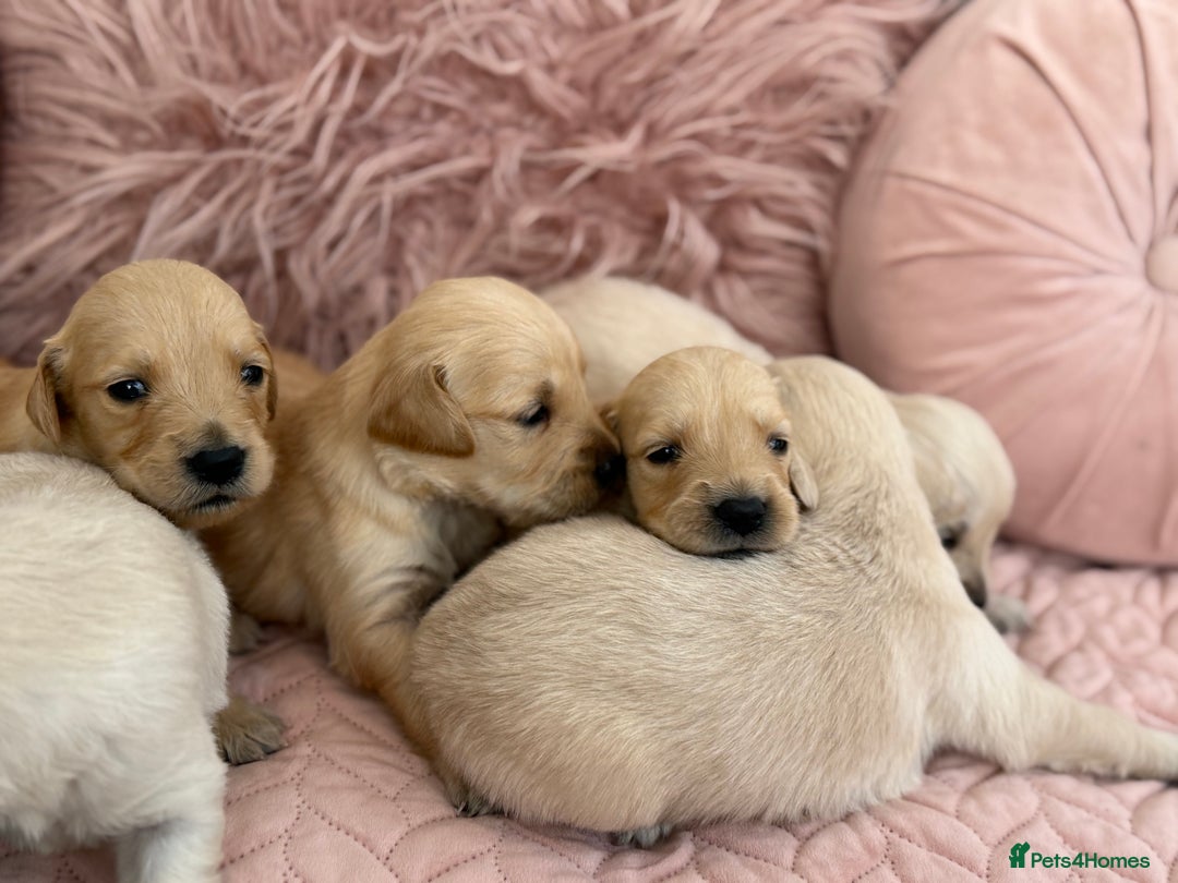 Golden Retriever dogs for sale: Beautiful GR Puppies – No Expense Spared! - Image 26