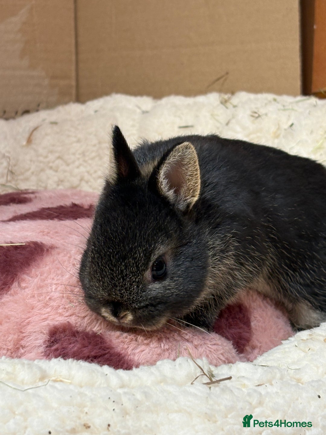 Netherland Dwarf rabbits for sale: Pure breed netherland dwarf (vaccinated)  - Advert 7