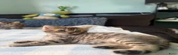 Mixed Breed cats for sale: x3 Mixed Breed Kittens (2M) (1F) - Advert 18