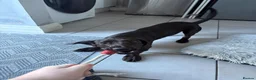 Mixed Breed dogs for sale: Dallas the cocker sausage cross  - Advert 11