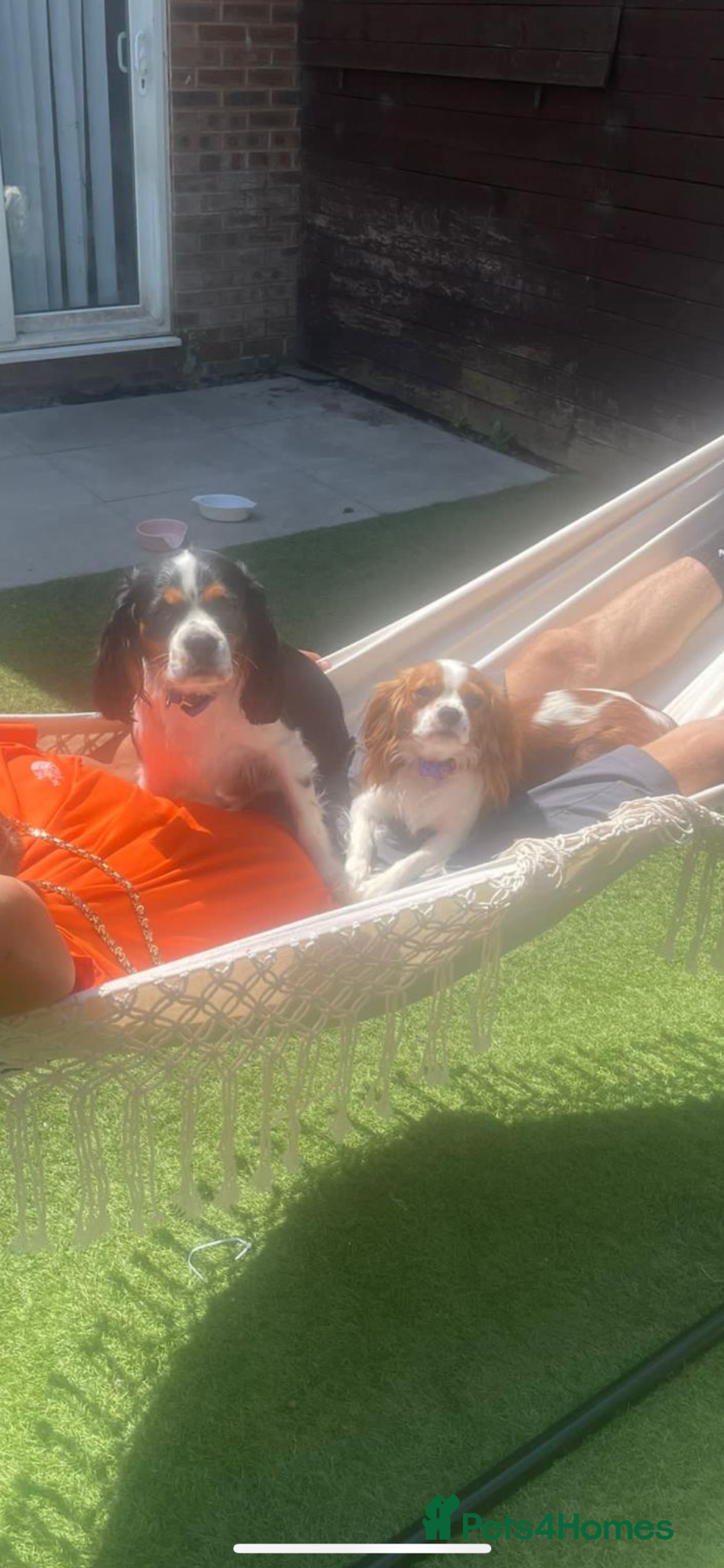 Cavalier King Charles Spaniel dogs for sale: Beautiful Cavalier King Charles Spaniel Puppies - Advert 1