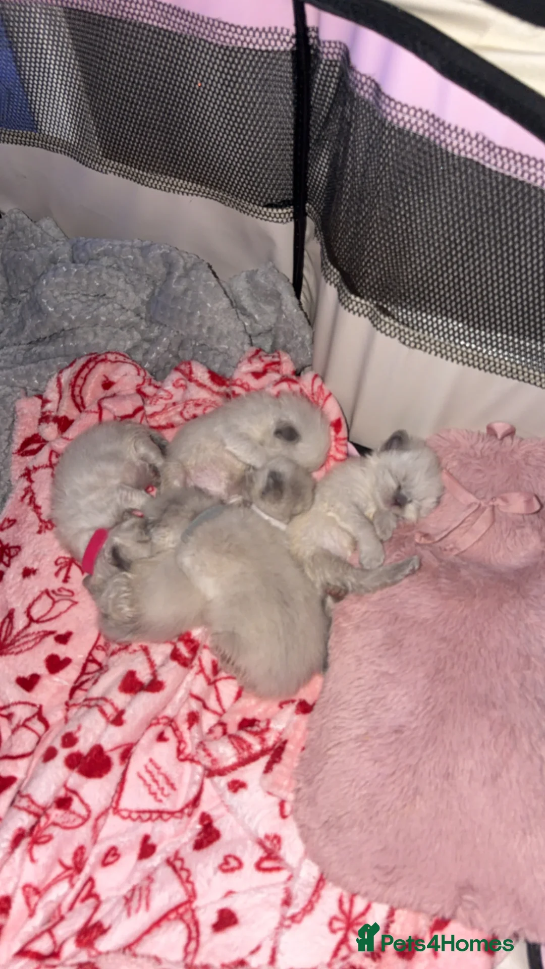 Ragdoll cats for sale: HandReared Ragdoll Kittens looking for loving home in Glasgow - Advert 13