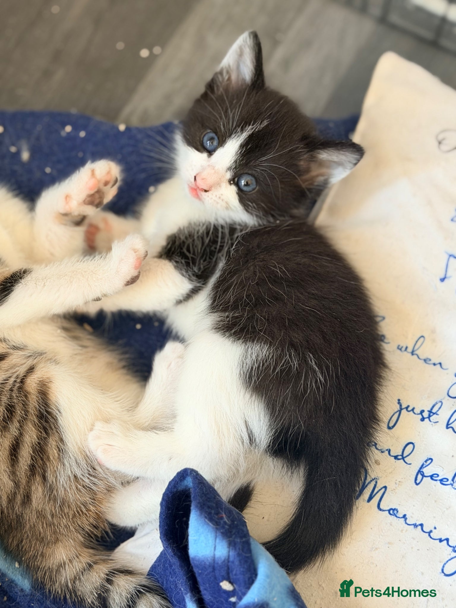 Mixed Breed cats Short haired female - Advert 12