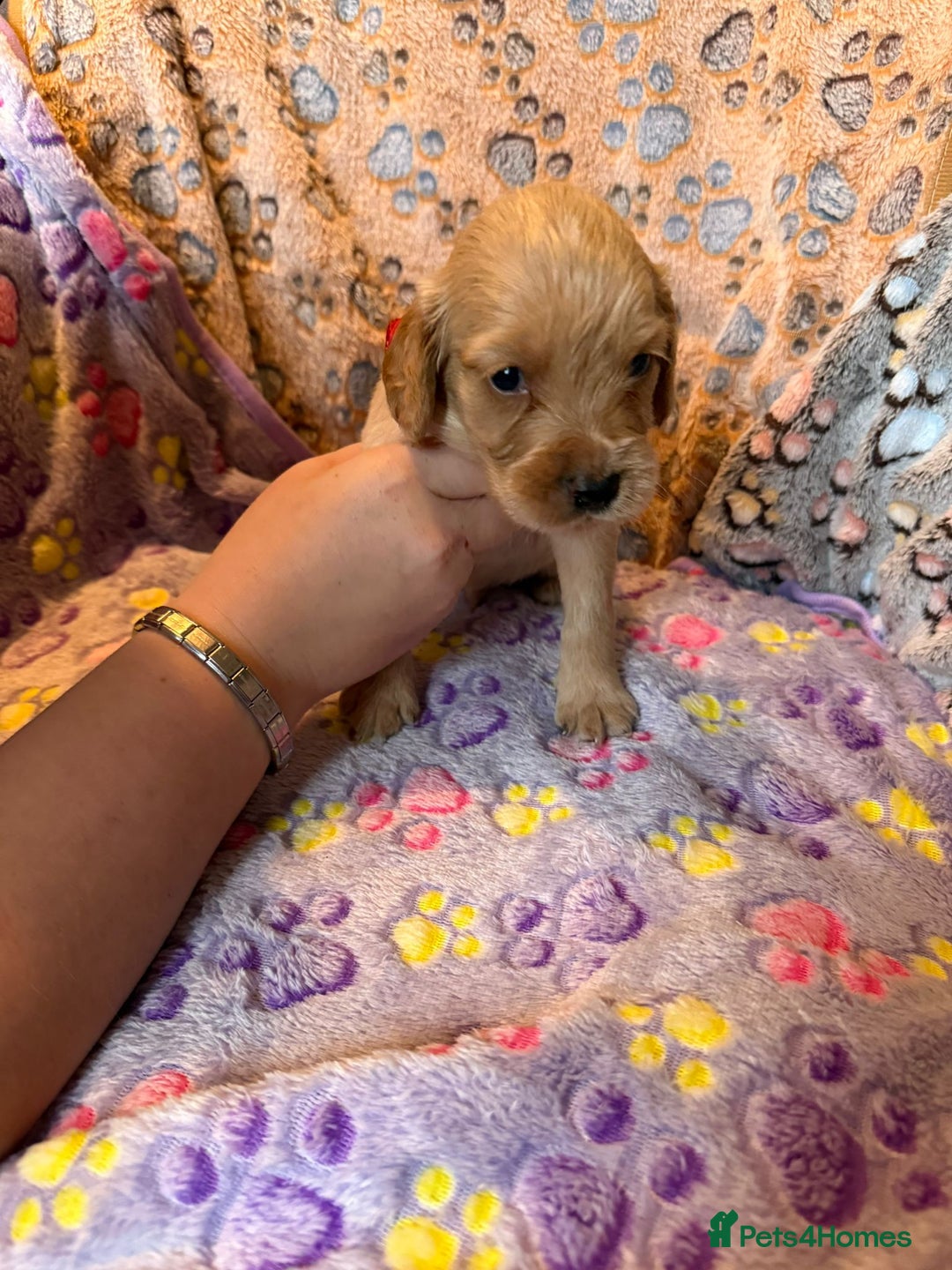 Cocker Spaniel dogs for sale: COCKER SPANIEL LITTER OF 9 IN SCARBOROUGH  - Image 26