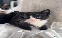 Mixed Breed cats for sale: Adorable 6 week Kittens Looking for Loving Homes! - Image 7