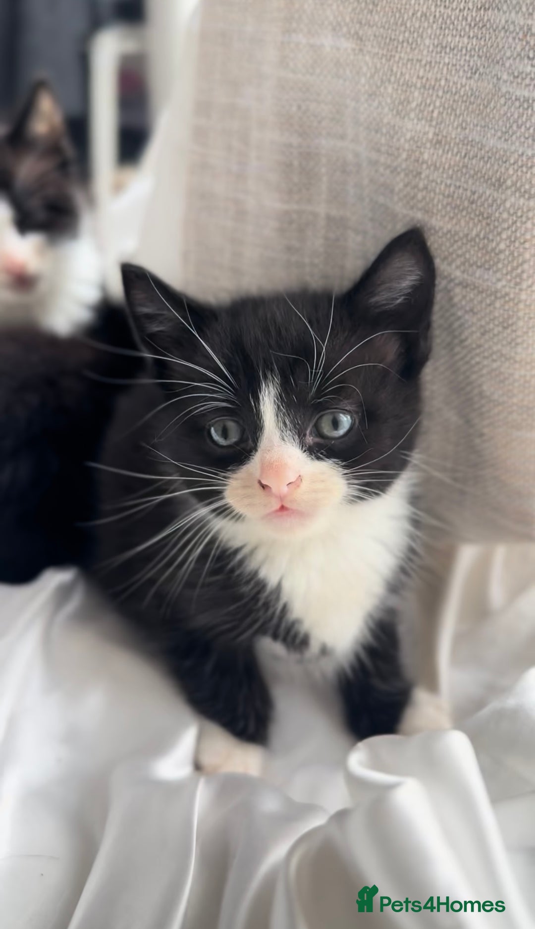 Mixed Breed cats for sale: Adorable 6 week Kittens Looking for Loving Homes! - Image 7