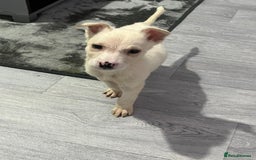 Mixed Breed dogs for sale: 8 beautiful pups  - Image 4