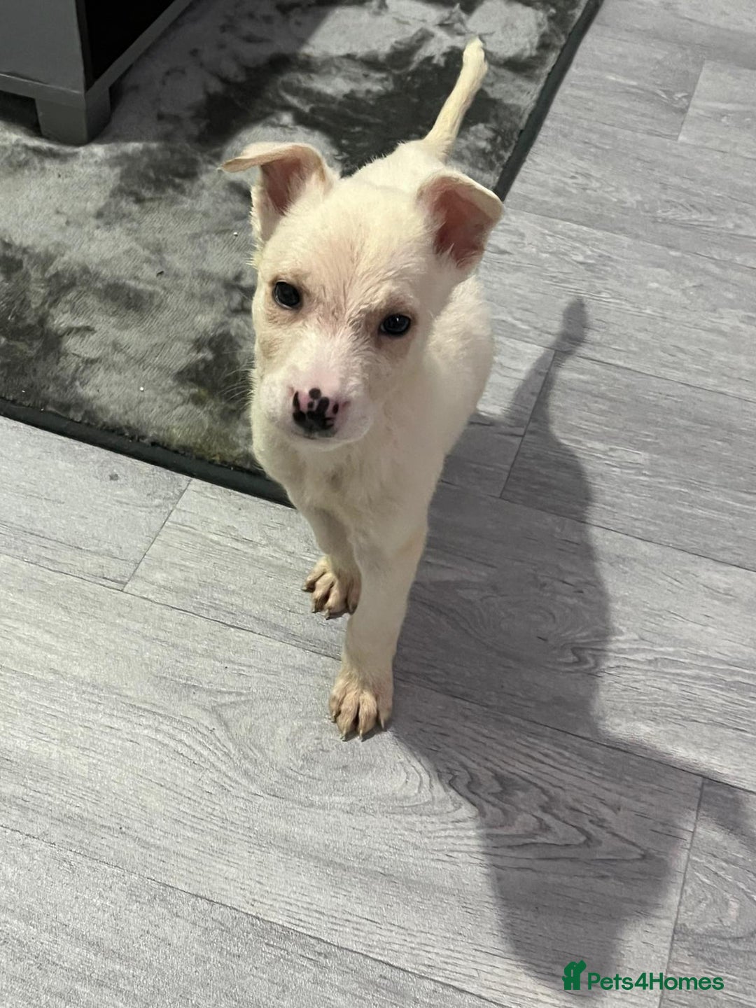 Mixed Breed dogs for sale: 8 beautiful pups  - Image 4