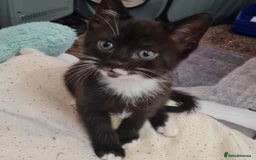 Mixed Breed cats for sale: 2 Beautiful little Boy kittens tabby & black white - Image 22