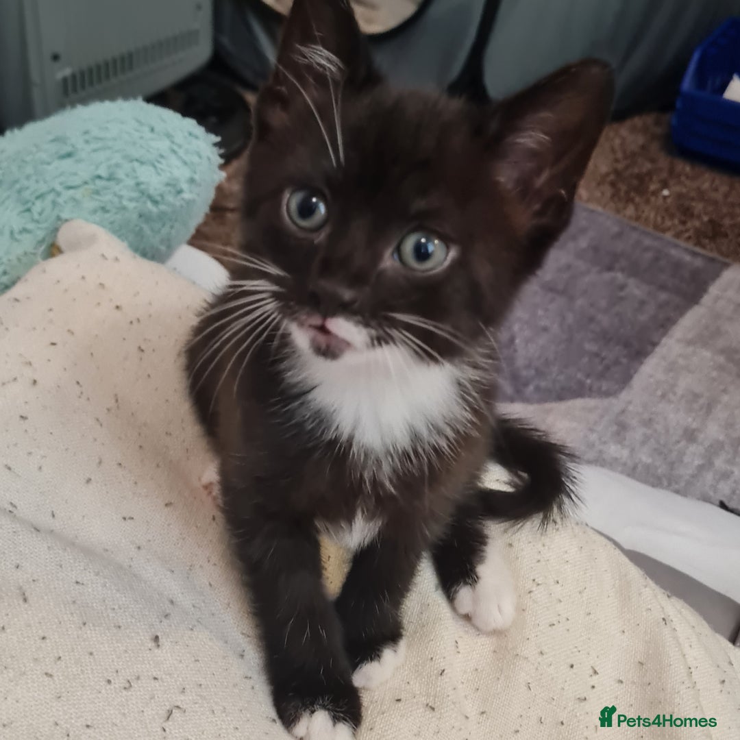 Mixed Breed cats for sale: 2 Beautiful little Boy kittens tabby & black white - Image 22