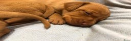 Hungarian Vizsla dogs for sale: Playfull and cheeky hungarian vizsla puppies  - Advert 8