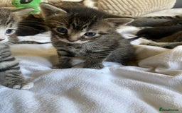 Domestic Shorthair cats for sale: Beautiful kitten healthy & playful - Image 3
