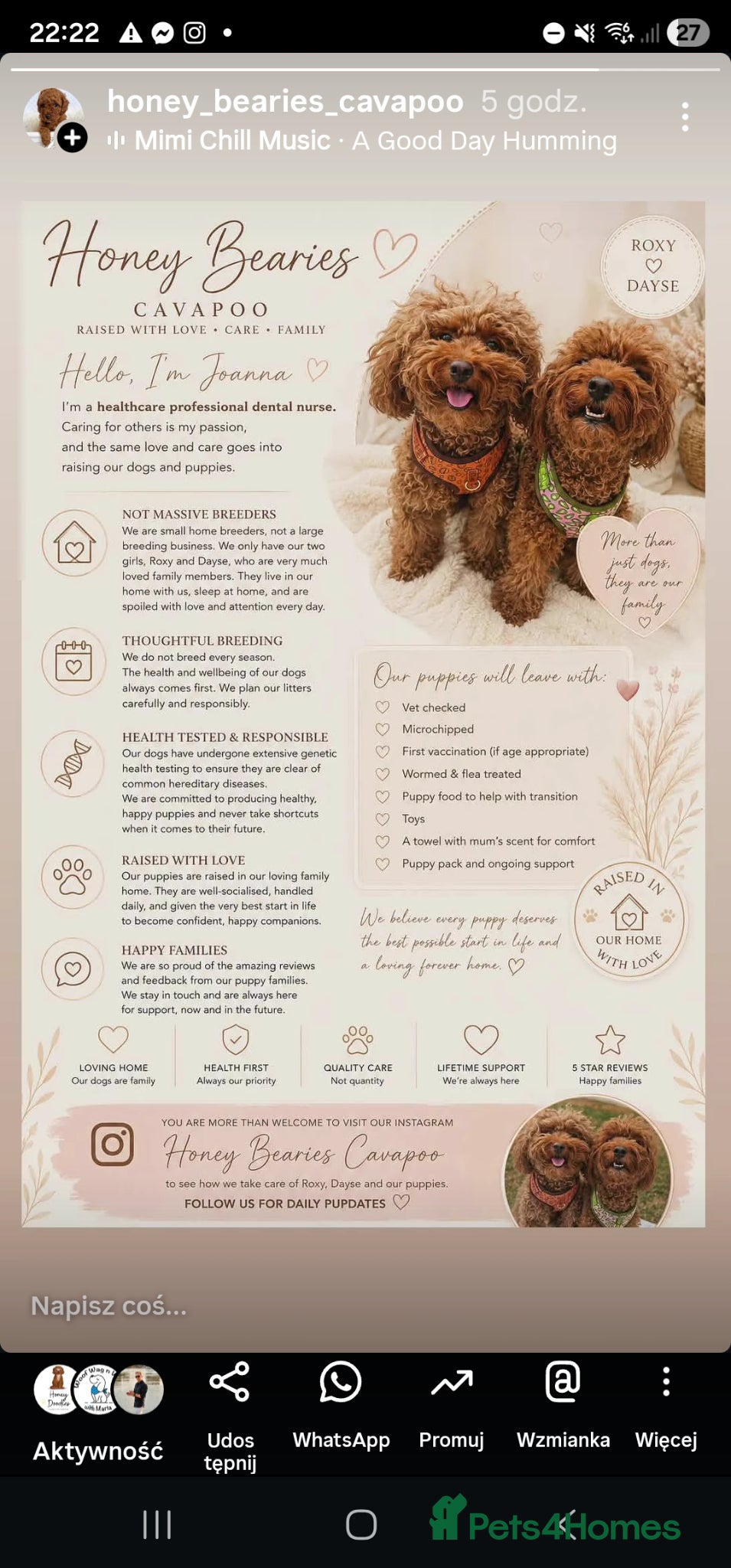 Cavapoo dogs Cavapoo puppies (toy)DNA CLEAR - Advert 2