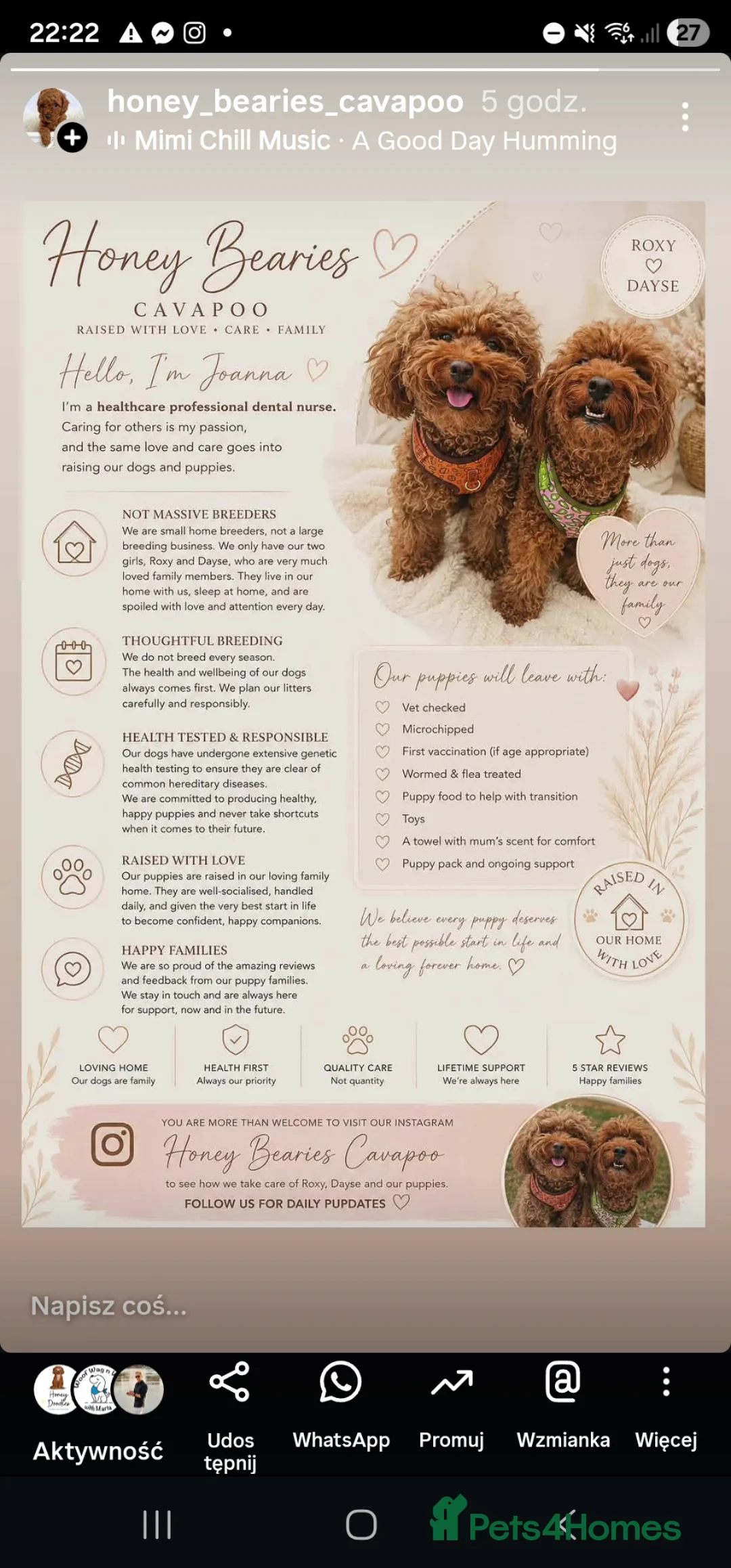 Cavapoo dogs for sale: Cavapoo puppies (toy)DNA CLEAR - Advert 2