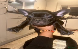 French Bulldog dogs for sale: FRENCH BULLDOG PUPPYS❤️ ready find forever home❤️ - Advert 12