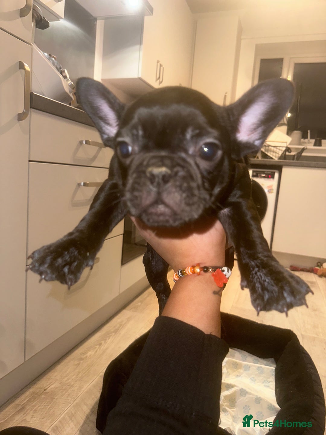 French Bulldog dogs for sale: FRENCH BULLDOG PUPPYS❤️ ready find forever home❤️ - Advert 12