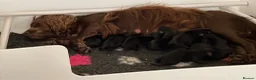 Cocker Spaniel dogs for sale: KC Registered Cocker Spaniel Puppies in Market Drayton - Advert 3