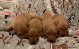 Labrador Retriever dogs for sale: Plump little Red Labrador Puppies! - Image 31
