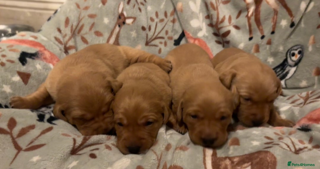 Labrador Retriever dogs for sale: Plump little Red Labrador Puppies! - Image 31