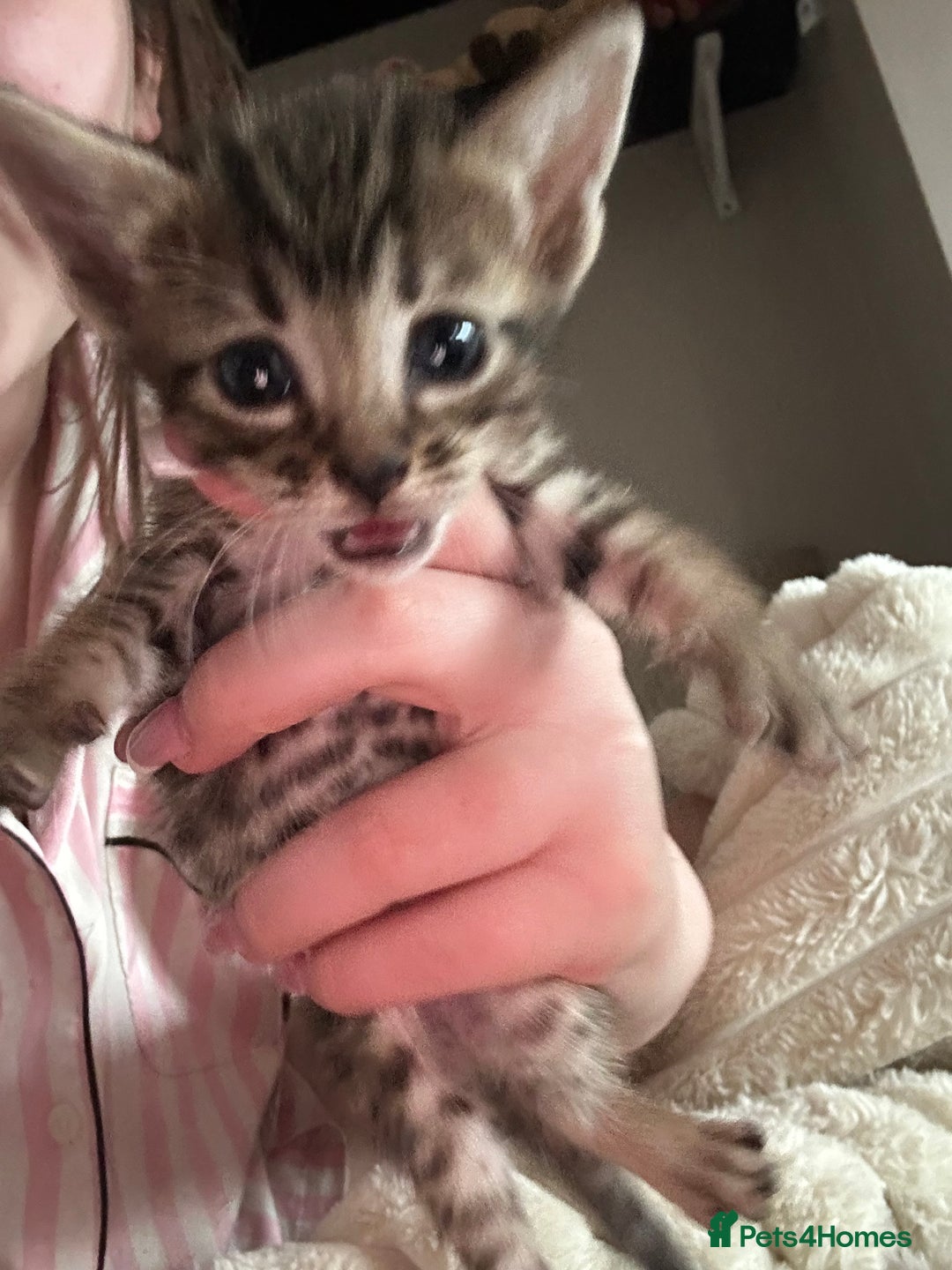 Mixed Breed cats for sale: Oriental cross kittens  - Advert 16