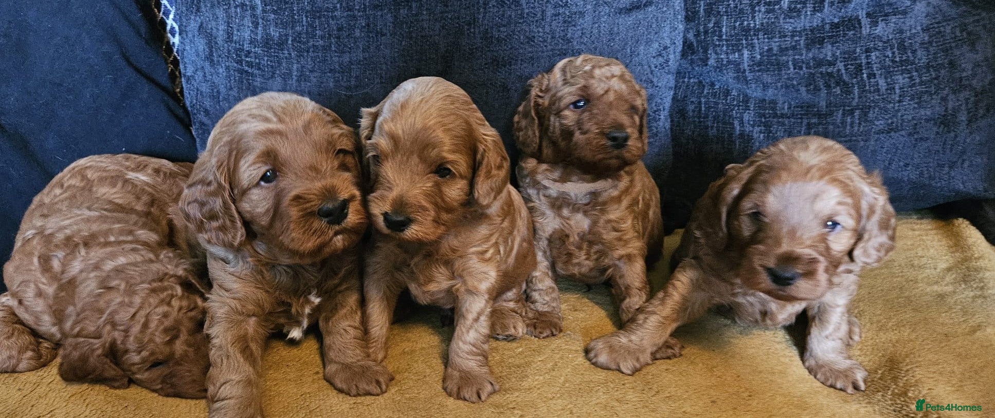 Cockapoo dogs Adorable F1b Red Cockapoos  - Advert 1