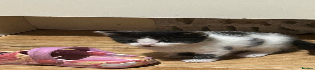 Mixed Breed Kitten 2